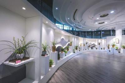 這種蘭花國(guó)內(nèi)已幾十年未見(jiàn)!上海國(guó)際蘭展70多種珍稀瀕危蘭花綻放,一度失傳的后翠蟾亮相